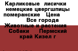 Карликовые “лисички“  немецкие цвергшпицы/померанские › Цена ­ 35 000 - Все города Животные и растения » Собаки   . Пермский край,Кизел г.